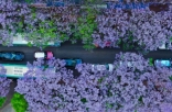 悄悄藏了3年的赏花地图 藏着刷屏到国外的绝美纯色